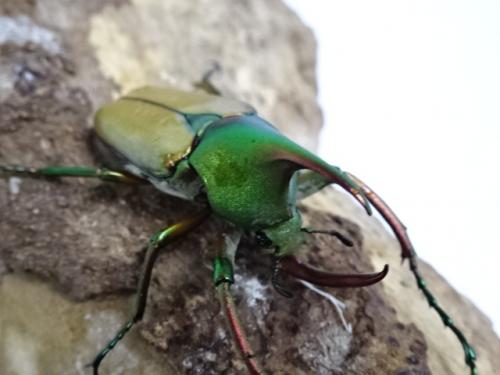 ????「カブトムシです」 
ぼく「よし通れ 」 