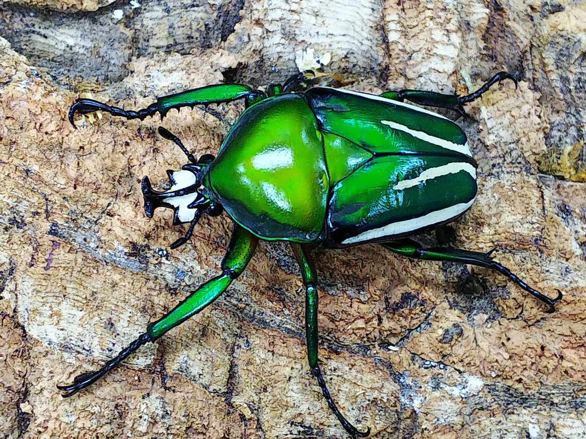 ????「カブトムシです」 
ぼく「よし通れ 」 