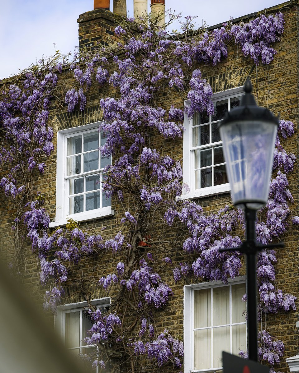 Wisteria is starting to bloom and we are so excited💜 [📸 @lundonlens]  #LetsDoLondon #VisitLondon ow.ly/ly9M50Ri00p