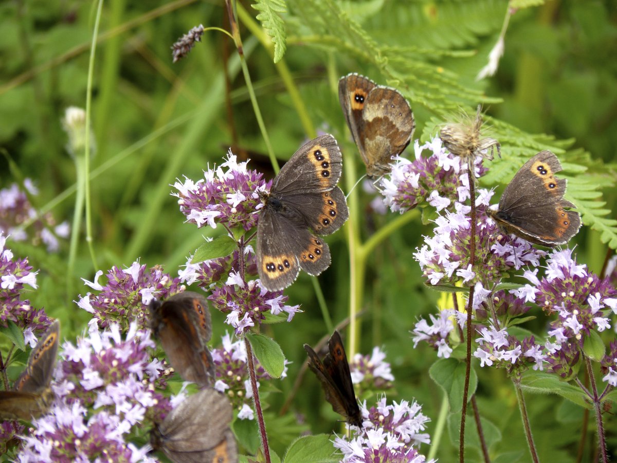 Discover wildflowers, birds, butterflies and other wildlife on Arnside Knott on a NaturesGems tour. 🦋🐦🪻 These slow paced, small group experiences even include a delicious picnic lunch. 8 & 18 May 5 & 15 June 17 July 3 August Book: naturesgemtours.co.uk/booking/p/f9b5…