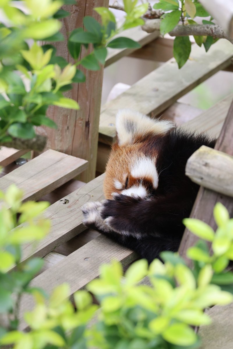 ミンファさんのグルーミング

#ミンファ
#レッサーパンダ
#鯖江市西山動物園