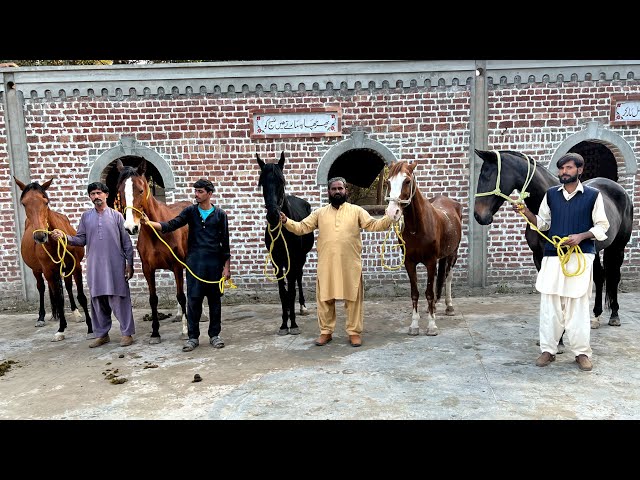 #BeautifulHorsesOfPakistan #horses #horsesofinstagram #equestrian #horseriding #equine #pferd #equestrianlife #dressage #horselove #instahorse #love #horselover #showjumping