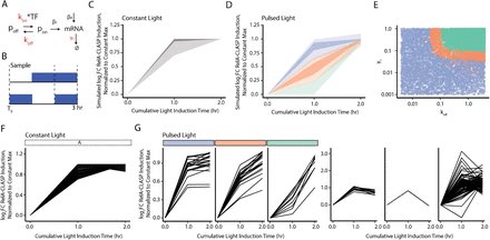 Madam_Mito's tweet photo. #Optogenetic control p65 which is a transcriptional activator & subunit of #NFκB
No previous reports have documented direct optogenetic control of RelA, despite its importance to cellular physiology.
https://t.co/N7ZLvqgKiV
#PAMPs #DAMPs
#Aging https://t.co/G1sPHeI489