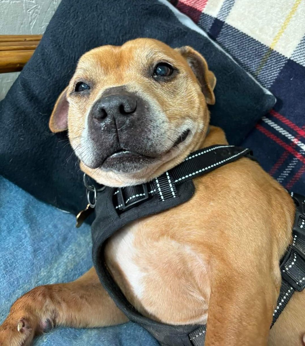 Good morning Staffy Lovers! Tis I, Tyson here with my #ThankfulThursday face to show you all how grateful us Seniors are for all the love and support you show to us all, we really do appreciate it. Big love & licks from us all 😘💋 You can adopt me.. seniorstaffyclub.co.uk/adopt-a-staffy… ❤️❤️