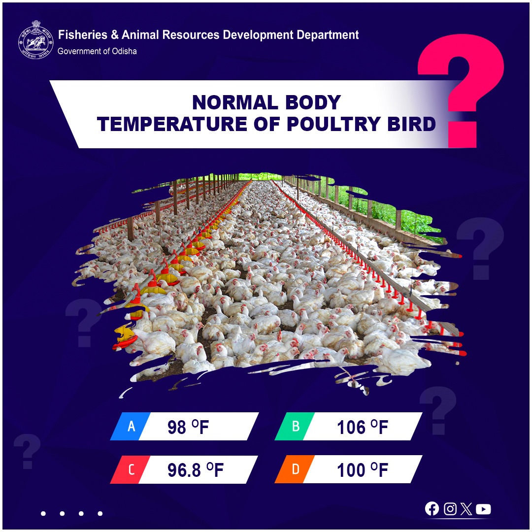Can you guess the normal body temperature of a poultry bird?🐔Comment your answer below!

#PoultryFarming #QuizTime