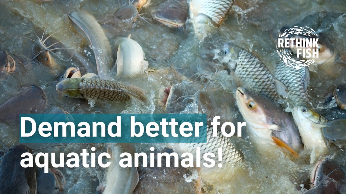 We believe #fishwelfare goes beyond avoiding suffering & should provide a good life, ensuring positive: 💙 Nutrition 💙 Physical environment 💙 Health 💙 Mental Experiences Do you agree? Take part in @ASC_aqua’s consultation by 20 May👉bit.ly/3Q5nvb0