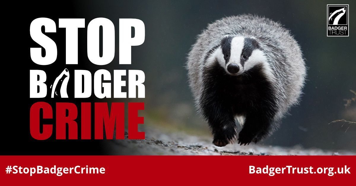 1000s of badgers become victims of wildlife crimes every year. Why not ask your local Police and Crime Commissioner candidates if they'll support four key requests to help protect badgers and nature? Need help? Here's a handy letter template for you> buff.ly/3Ukj8eA
