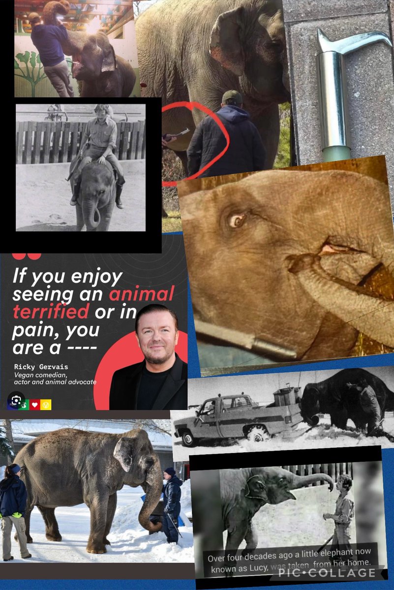 @MFrabone 💔🐘 how many Lucy’s are out there 😭 The bravery of those animals to survive escape human made hell , is humbling 😭 Should remind the 🌎to be brave and keep on for what’s right. #ThursdayMotivation #AnimalRights #AnimalLovers