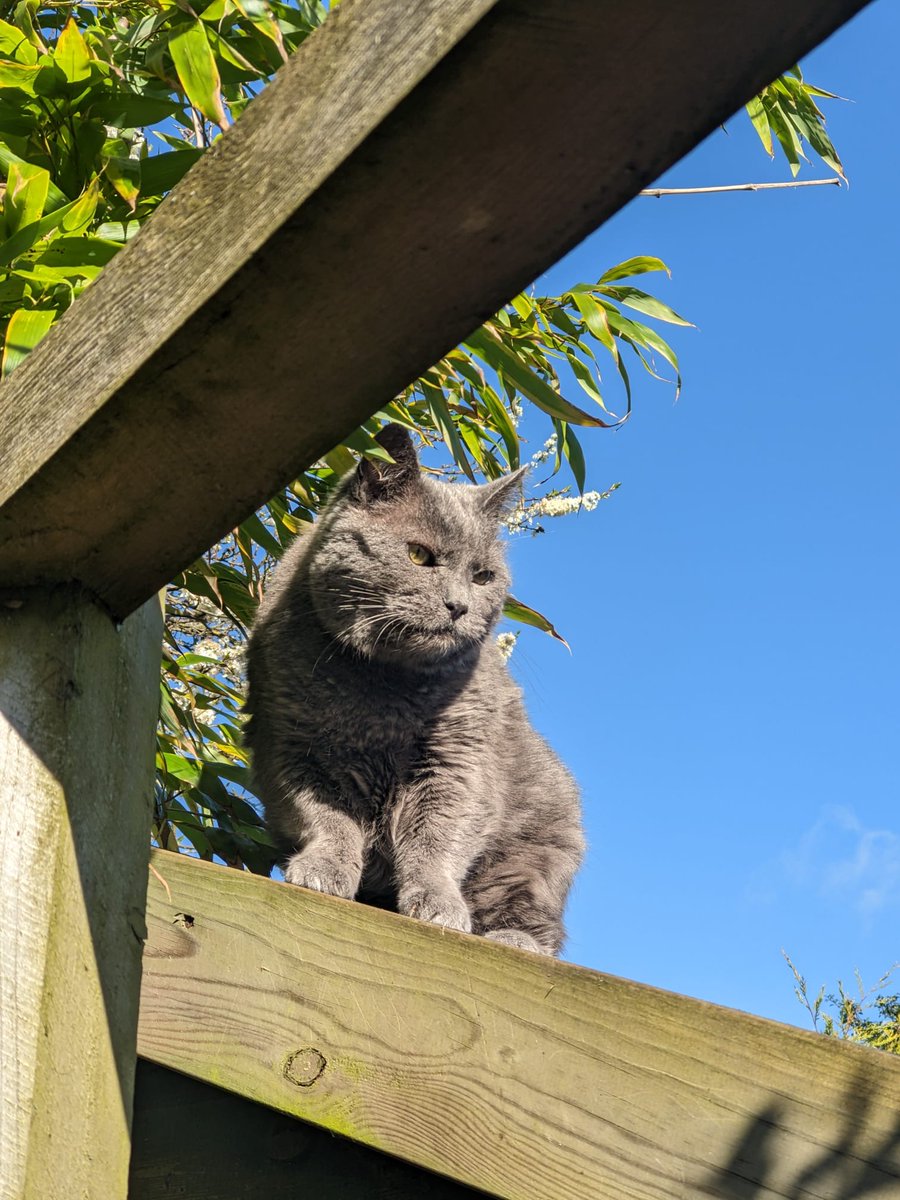 Unusual activity has been spotted in the garden. Yes, it is bin day, and as a former street cat I like to have a weekly wander down memory lane by investigating all the nearby trash. This is the most active I ever get. 😻😻 #CatsOfTwitter #CatsOfX #BinDay #TrashCanThursday