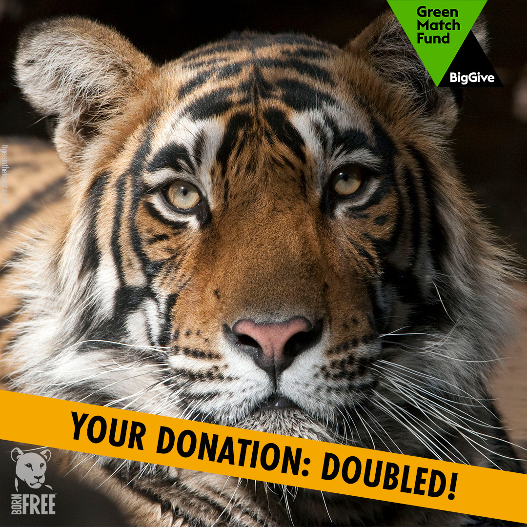 From now until 25th April, your donation will be DOUBLED! That means you'll have twice the impact for tiger conservation 🙌 Give today to unlock match funding and have your donation doubled with #GreenMatchFund 👇 donate.biggive.org/campaign/a0569…