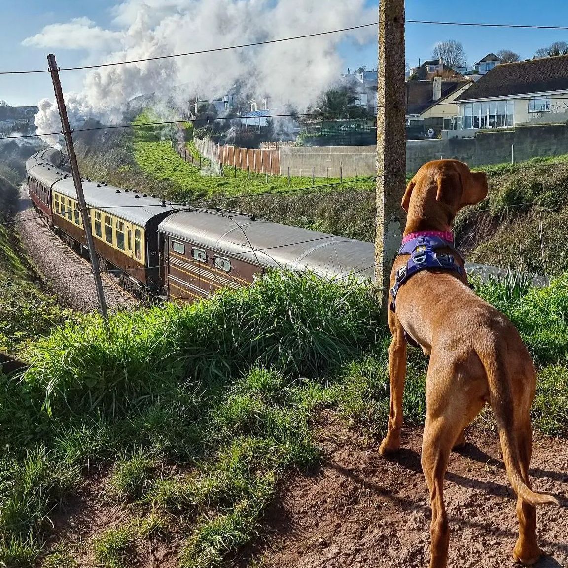 Enjoy a day out with your family #dog. We are pleased to let you know that dogs are welcome on both our trains and boats. 🐶 All well-behaved dogs are more than welcome on all of our trips (excluding our Christmas services) for a nominal fee of £3 per dog. #dogfriendly