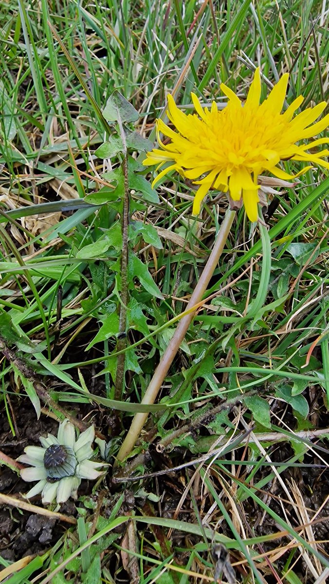 Heading off to Devizes tomorrow for @BSBIbotany dandelion workshop. Here's a pic of Taraxacum subundulatum with it's outer involucral bracts forming a ruff, a specialist of 'mead' (ancient water meadow) #dandefest2024