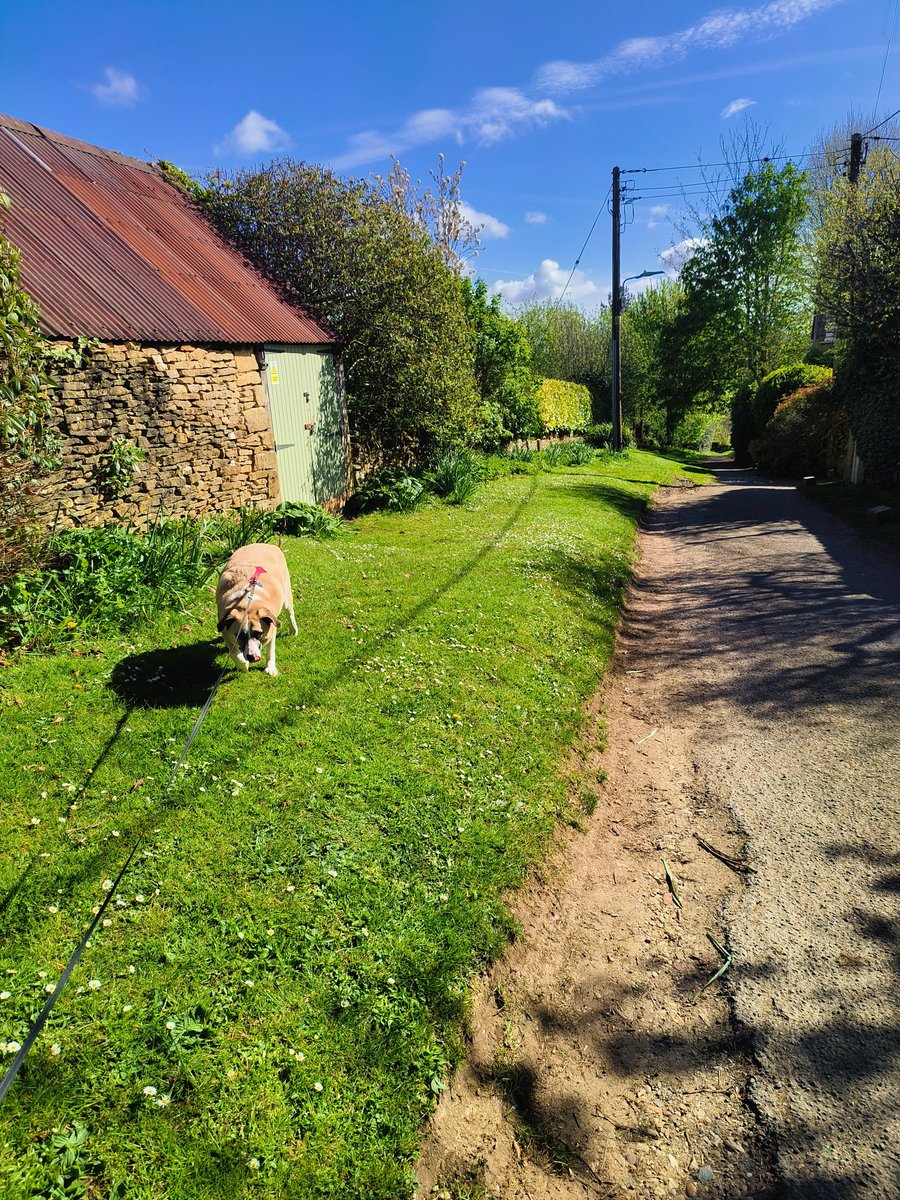 Sunshine + dog + countryside = the best way to cheer myself up