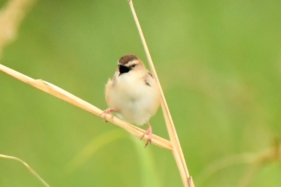 camerabegin's tweet photo. 大きなお口
#セッカ #野鳥 #野鳥観察 #birds #zitting #cisticola https://t.co/1tlQ4N0Zof