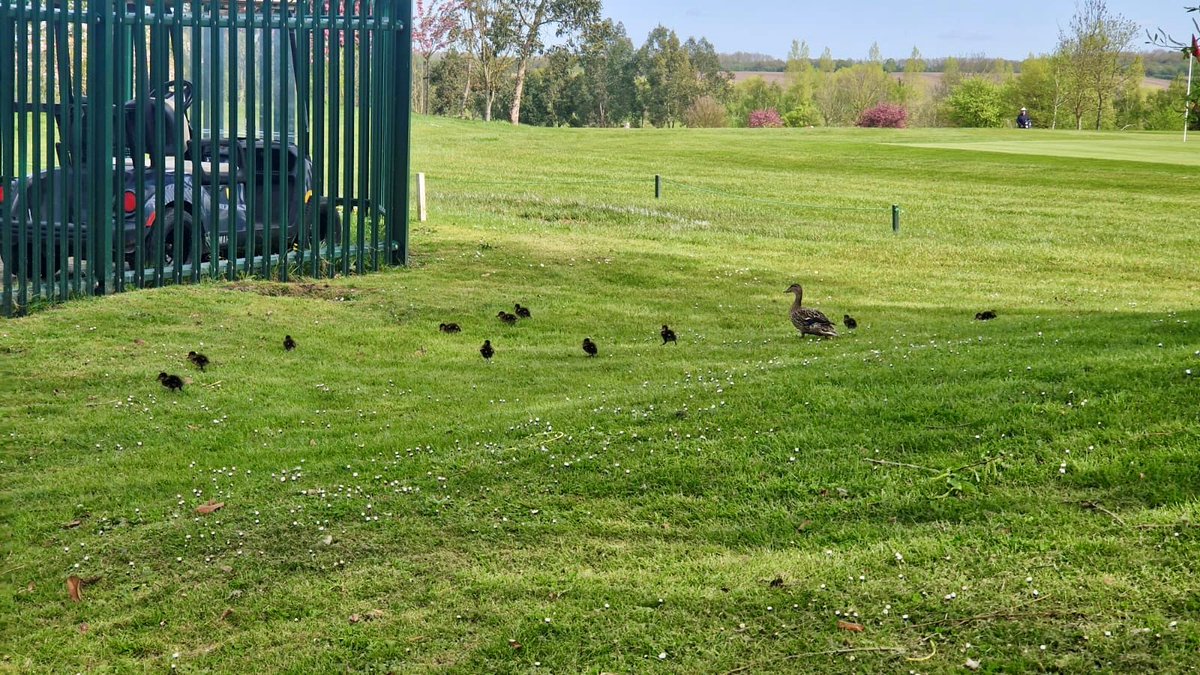 Our head chef Jo, recently capture some cute pics of the golf course's newest ducklings waddling around with their proud mummy. It's a quack-tastic sight that warms the heart! 😍🥰🦆
#wildlife #ducks #essex #golfcourse
