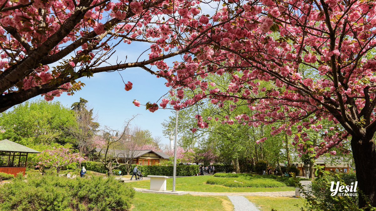 ibbyesilist's tweet photo. 🌸İstanbul’da sakuraları görmek için son zamanları kaçırmayın. 

Anavatanı Japonya olan Sakura Ağacı yani Kiraz Çiçeği Ağacı martın son haftası ile nisanın ilk haftası arasında açıyor ve sadece bir veya iki hafta çiçekli kalıyor.

@istanbulbld 
#yesilistanbul https://t.co/BIvWQSYj1F