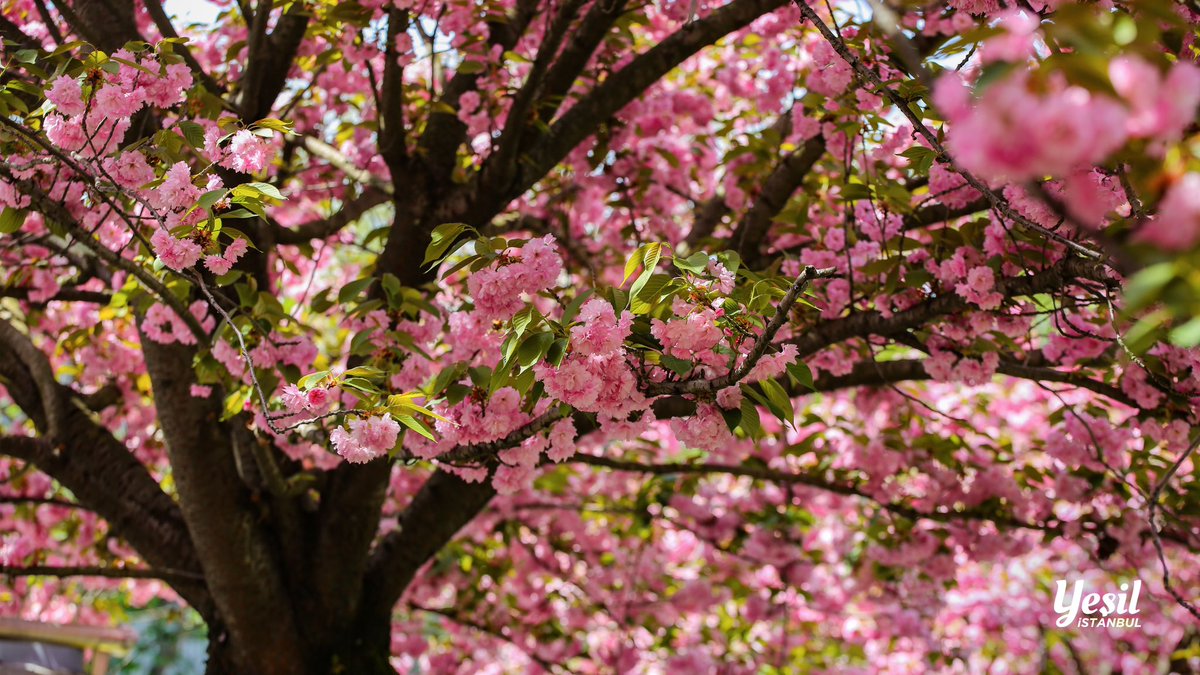 ibbyesilist's tweet photo. 🌸İstanbul’da sakuraları görmek için son zamanları kaçırmayın. 

Anavatanı Japonya olan Sakura Ağacı yani Kiraz Çiçeği Ağacı martın son haftası ile nisanın ilk haftası arasında açıyor ve sadece bir veya iki hafta çiçekli kalıyor.

@istanbulbld 
#yesilistanbul https://t.co/BIvWQSYj1F
