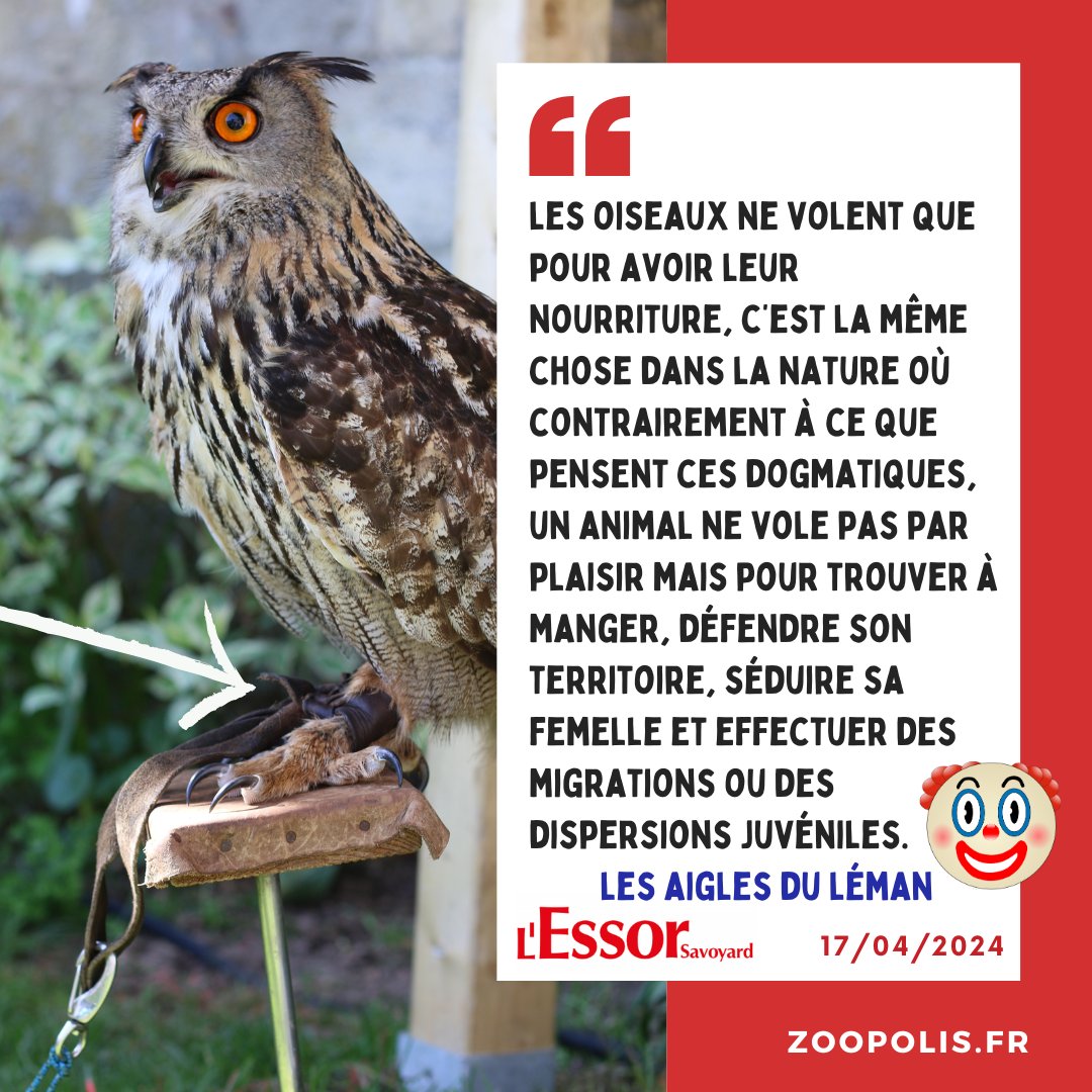 Selon l'entreprise spécialisée dans la captivité de rapaces et présente à la fête médiévale d'#Andilly 'Les Aigles du Léman' : priver de liberté les oiseaux n'est pas un problème puisqu'ils ont à manger.🤡 Quelle vision archaïque de la condition animale !🙄 #business💶