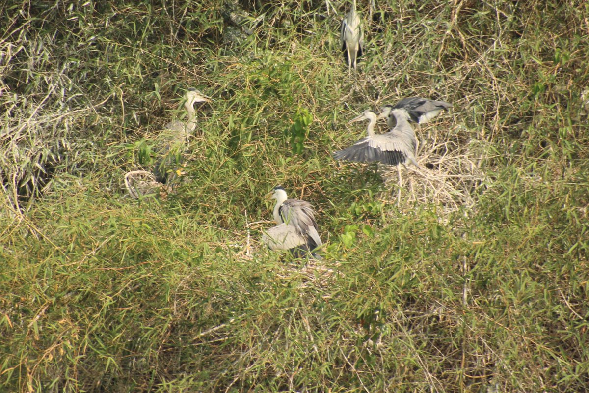 Raghavendra B Pachhapur tweet media