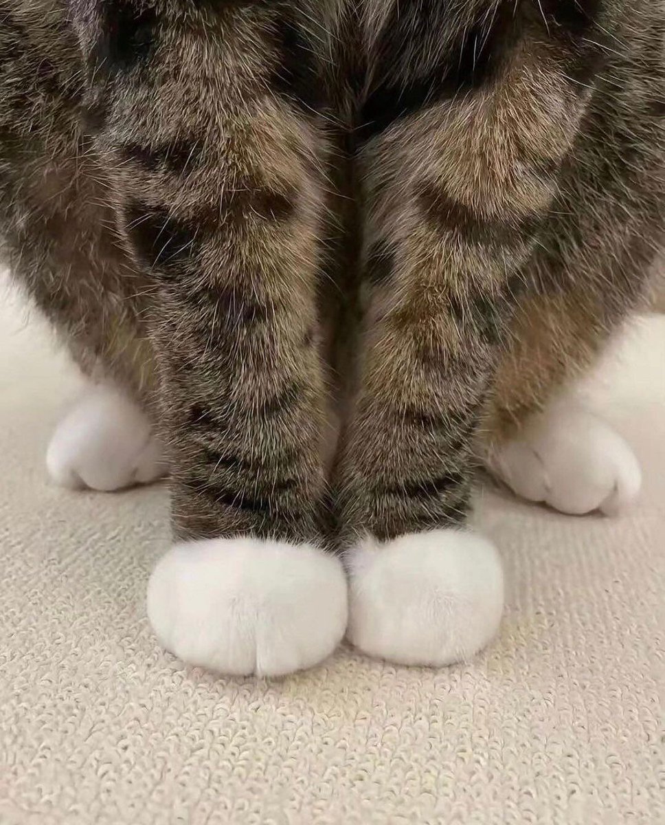 Marshmallow pawsy..