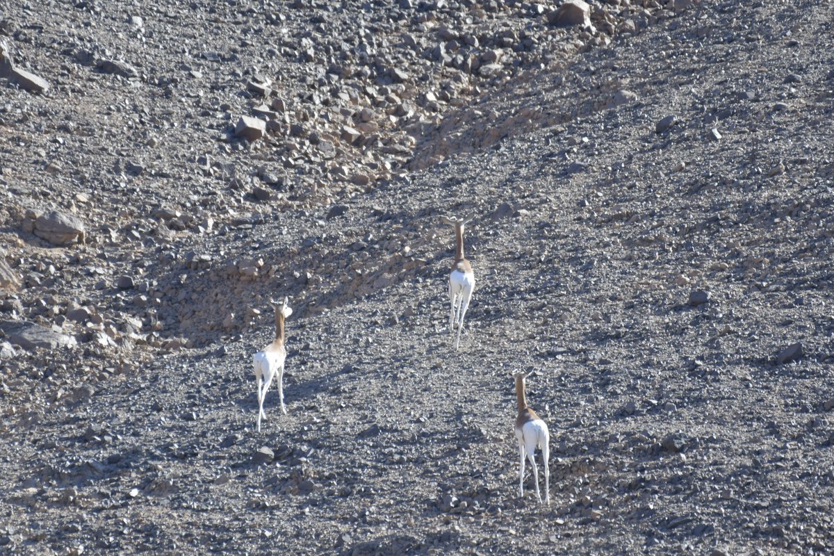 Sahara_CF's tweet photo. Situé dans la Réserve Nationale Naturelle de l'Aïr et du Ténéré au Niger, le Mont Takolokouzet représente un refuge pour la faune sauvage où le relief les protège de la chasse permise par les véhicules. Il abrite l'une des dernières populations sauvages de gazelles dama. https://t.co/Zt01stJsdy