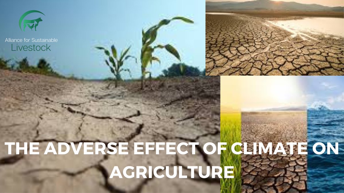 Let's talk agriculture and climate change! How do you think climate change affects agriculture? 🚜🌾 Share your insights and experiences in the comments below, and let's raise awareness together! #ClimateChange #Agriculture #FarmingCommunity
