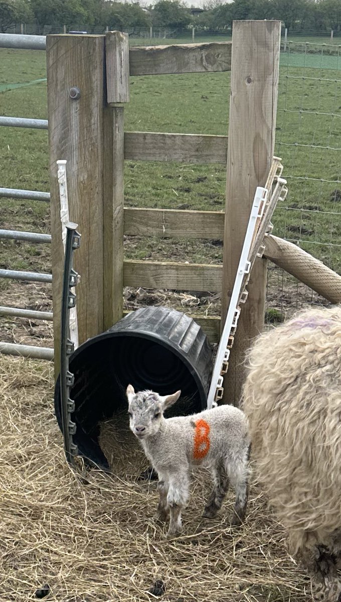 Peg Leg is officially walking properly and outside. He’s still a bit special and very small (measured exactly the same as the Shetlands born yesterday, & he’s two weeks old) but he’s cracking on. Shout out to Nettex orange marker which shows up from the moon even on black sheep.