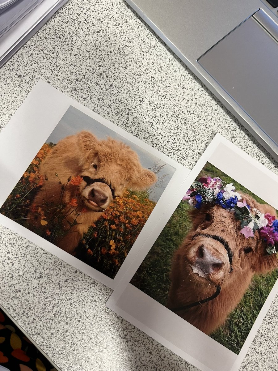 RMPSMissThomson's tweet photo. One of my S3 students just came to find me at break to say he had been ordering pictures from Free Prints, and knew I liked cows so printed these off for me🥹 how sweet https://t.co/Luogb2uTrA