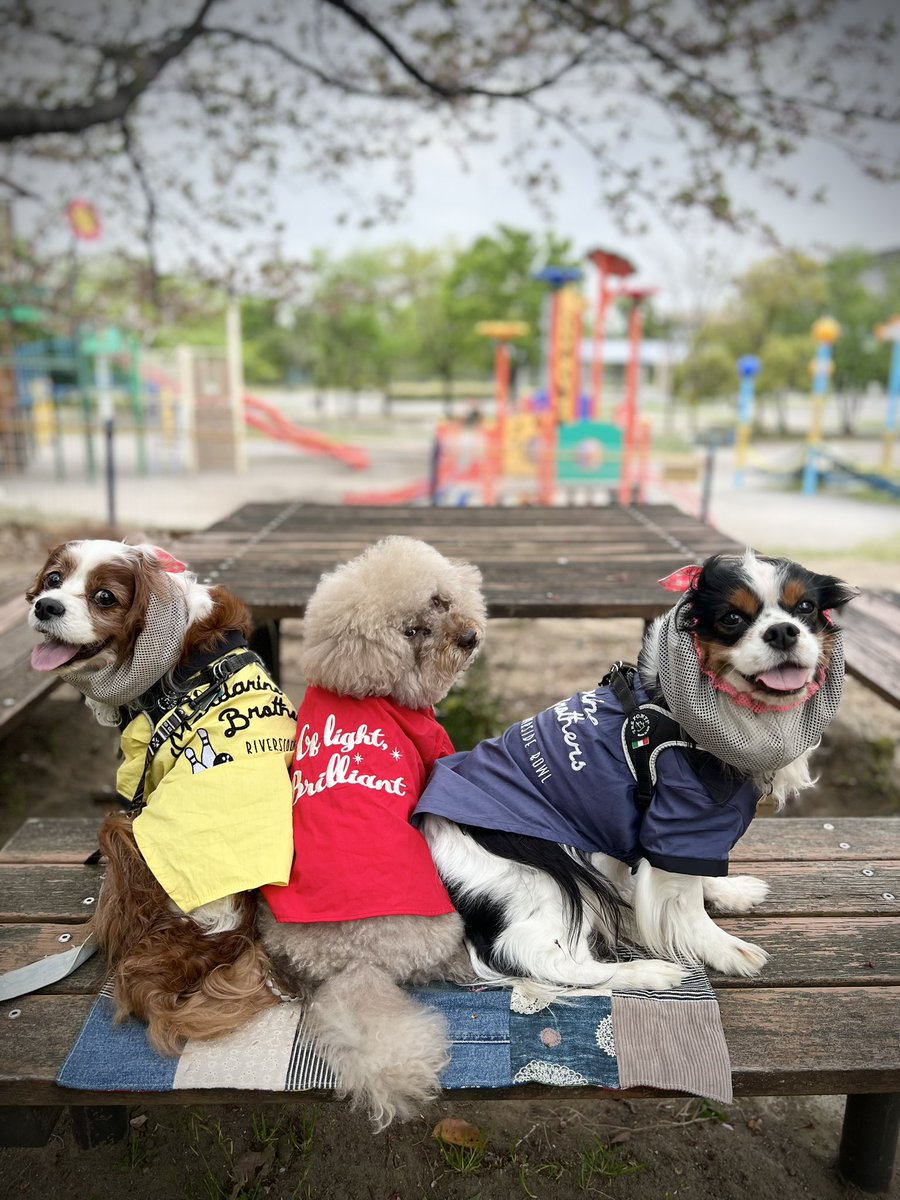 #祭GALA  観に行ってから現実に戻りきれない飼い主たちの末路。
#cavalier #ckcs #cavpack #doggo #キャバリア #イヌ充