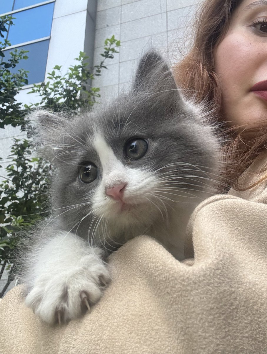 pittyperest's tweet photo. İş yerindeki besleme bölgemize bırakmışlar. Büyük kediler hırpalıyordu aldım 😞 Hemen acil yuva bulur muyuz 🥲 https://t.co/RfKXBgntCN