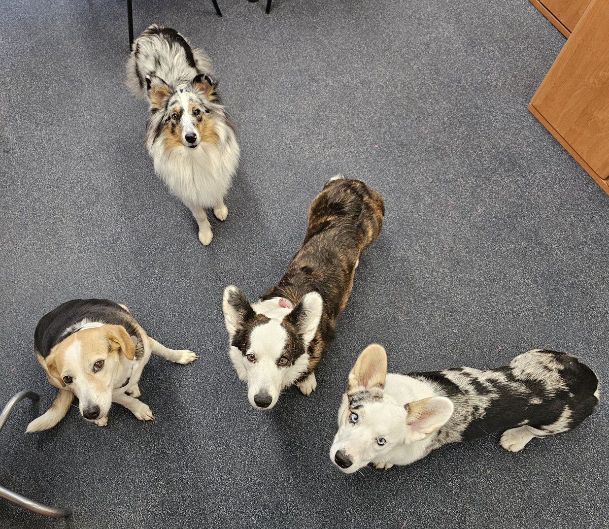 V mezidobí u nás v kanceláři..

#DogFriendlyOffice #BringYourDogToWork
#DoubleTroubleCorgi #TwiLišky #CorgiCrew