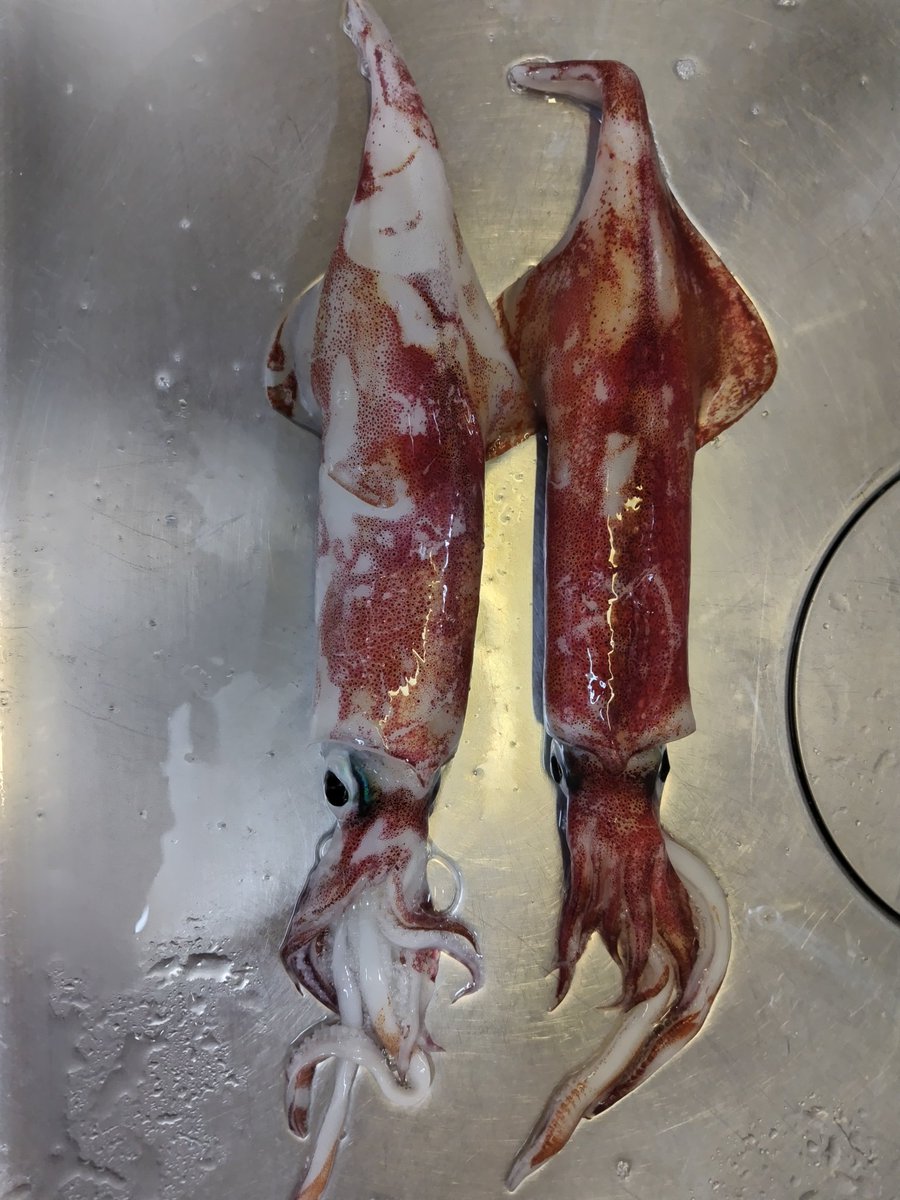 なしひろし　様 祝 !『あぶない刑事』復活記念! 舘ひろし“タカ”が乗ったバイクを一挙