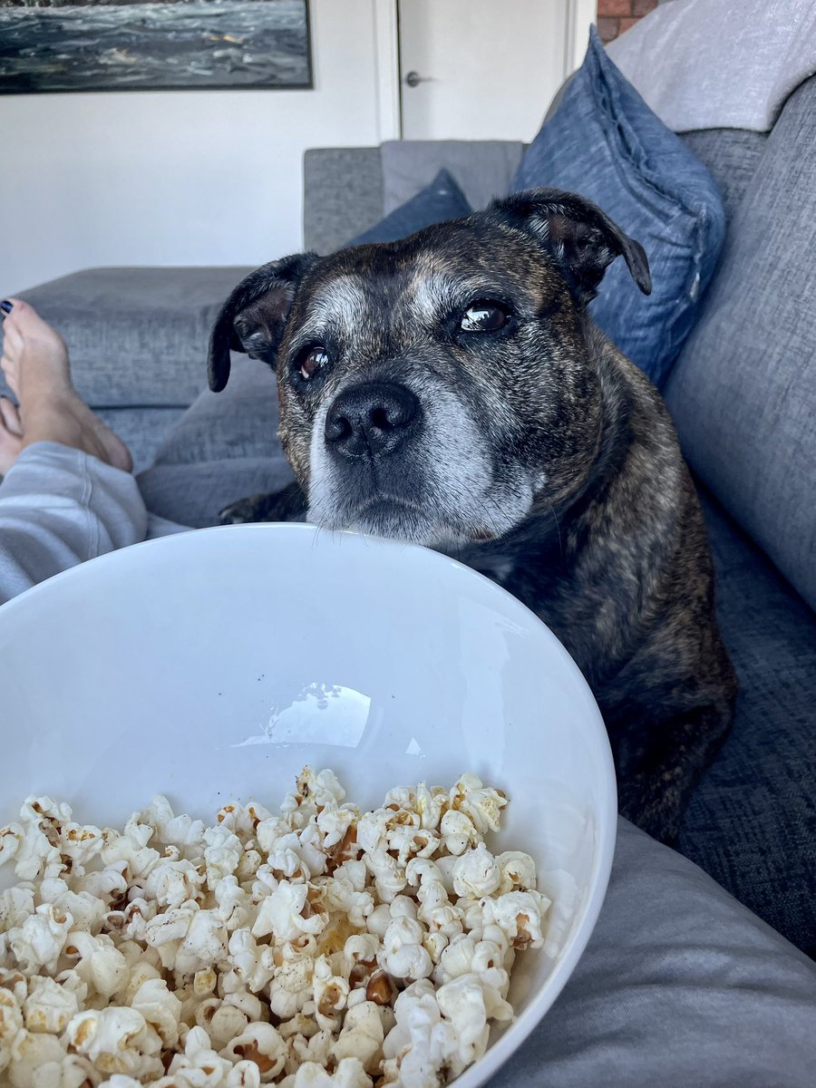 Hilary_m_cooper's tweet photo. @NeilMcMahon Backatcha (love Frankie) ๐ #chinrest https://t.co/3sQdlzgFwI