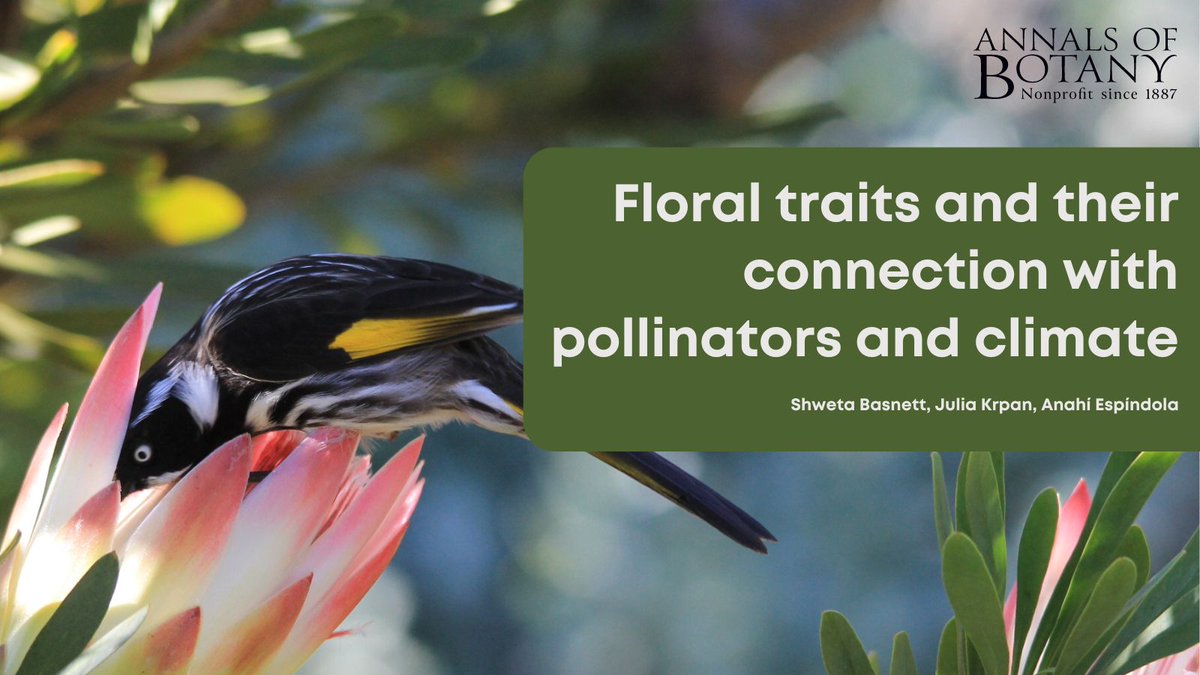 Annals of Botany (@annbot) on Twitter photo 🎉Great news! The new paper ‘Floral traits and their connection with pollinators and climate’ in <a href="/annbot/">Annals of Botany</a> by Shweta Basnett is now #free for a limited time. (1/8)
👉 botany.fyi/o1isvu
#FloralTraits #ClimateChange #Pollinators #AoBpapers 🎉Great news! The new paper ‘Floral traits and their connection with pollinators and climate’ in <a href="/annbot/">Annals of Botany</a> by Shweta Basnett is now #free for a limited time. (1/8)
👉 botany.fyi/o1isvu
#FloralTraits #ClimateChange #Pollinators #AoBpapers