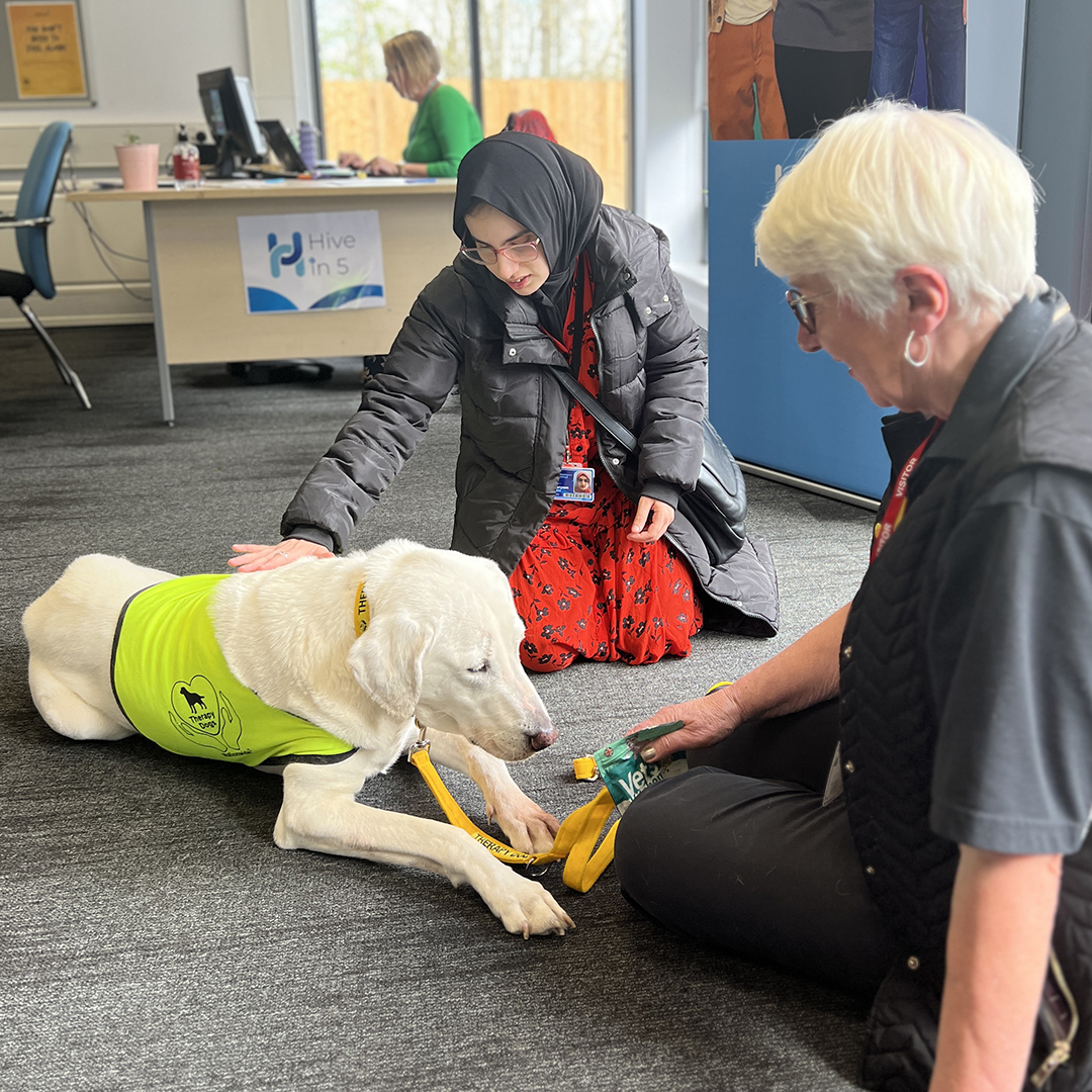 halesowencoll's tweet image. Earlier this week we welcomed Tana the Therapy Dog and her handler Jane from Therapy Dogs Worldwide to our Hive in Five learning support facility.

#TherapyDog #LearningSupport #Halesowen #HalesowenCollege