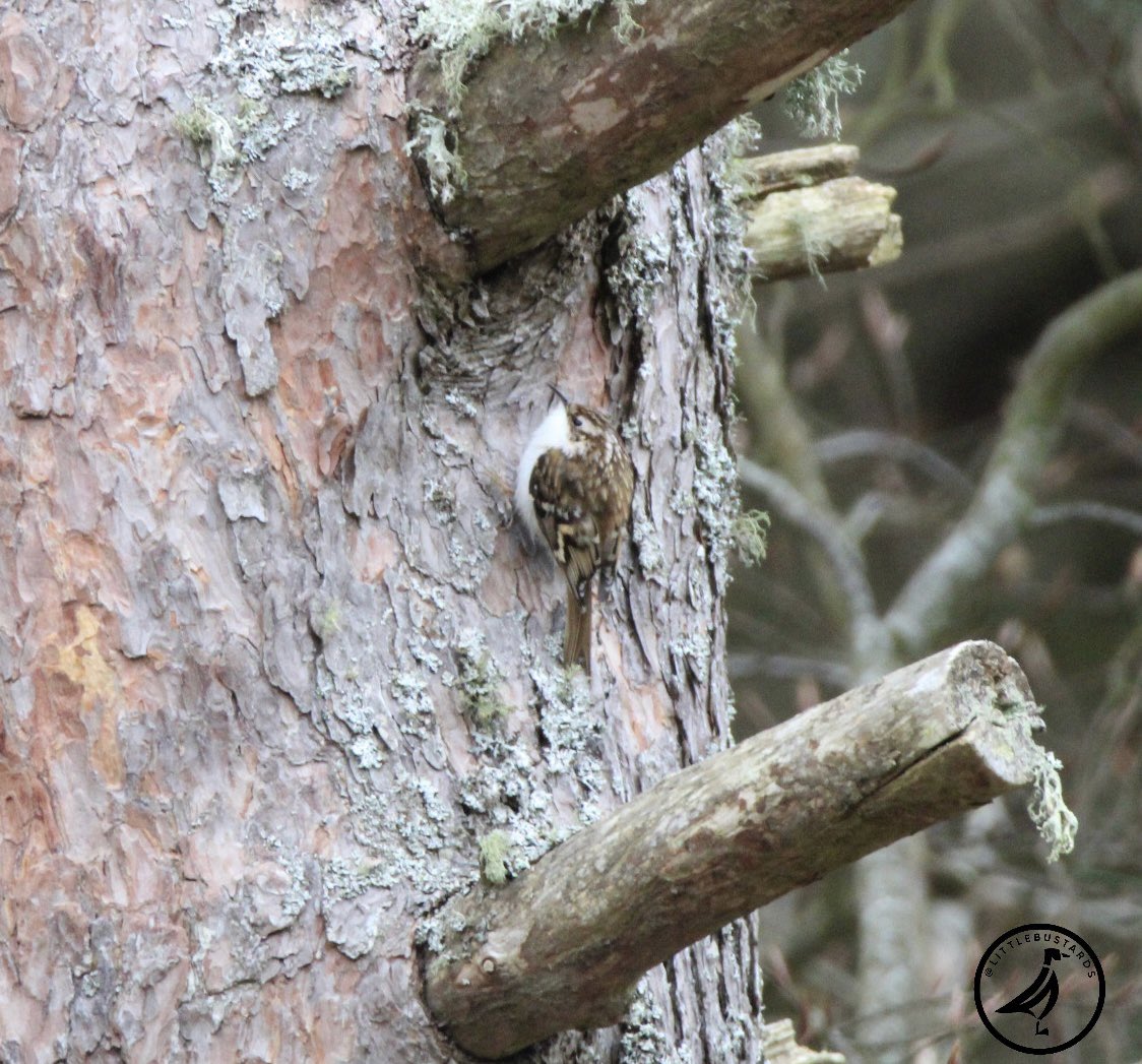 Treecreeper near Huntly, Scotland, earlier this morning.

@NatureScot
@ScotWildlife
@ScottishBirding
@Teesbirds1
@teeswildlife
@durhambirdclub
@nybirdnews
@natures_voice
@rspbbirders
@wildlifemag
@bbcspringwatch 
#birdphotography #wildlifephotography #naturephotography