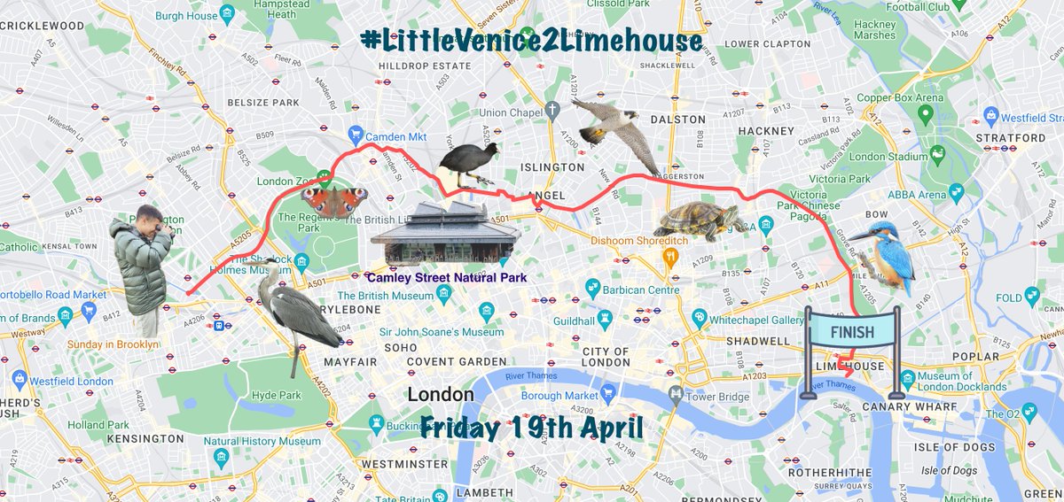🚨🚨 REGENT'S CANAL WALK IS TOMORROW 🚨🚨 I'll be walking from Little Venice to Limehouse in support of @WildLondon and @WildJustice_org, and along the way I'll share my sightings of urban wildlife. 🦜🦆🪿🦢🦋🦊🐍 Please donate if you can! givewheel.com/fundraising/25…