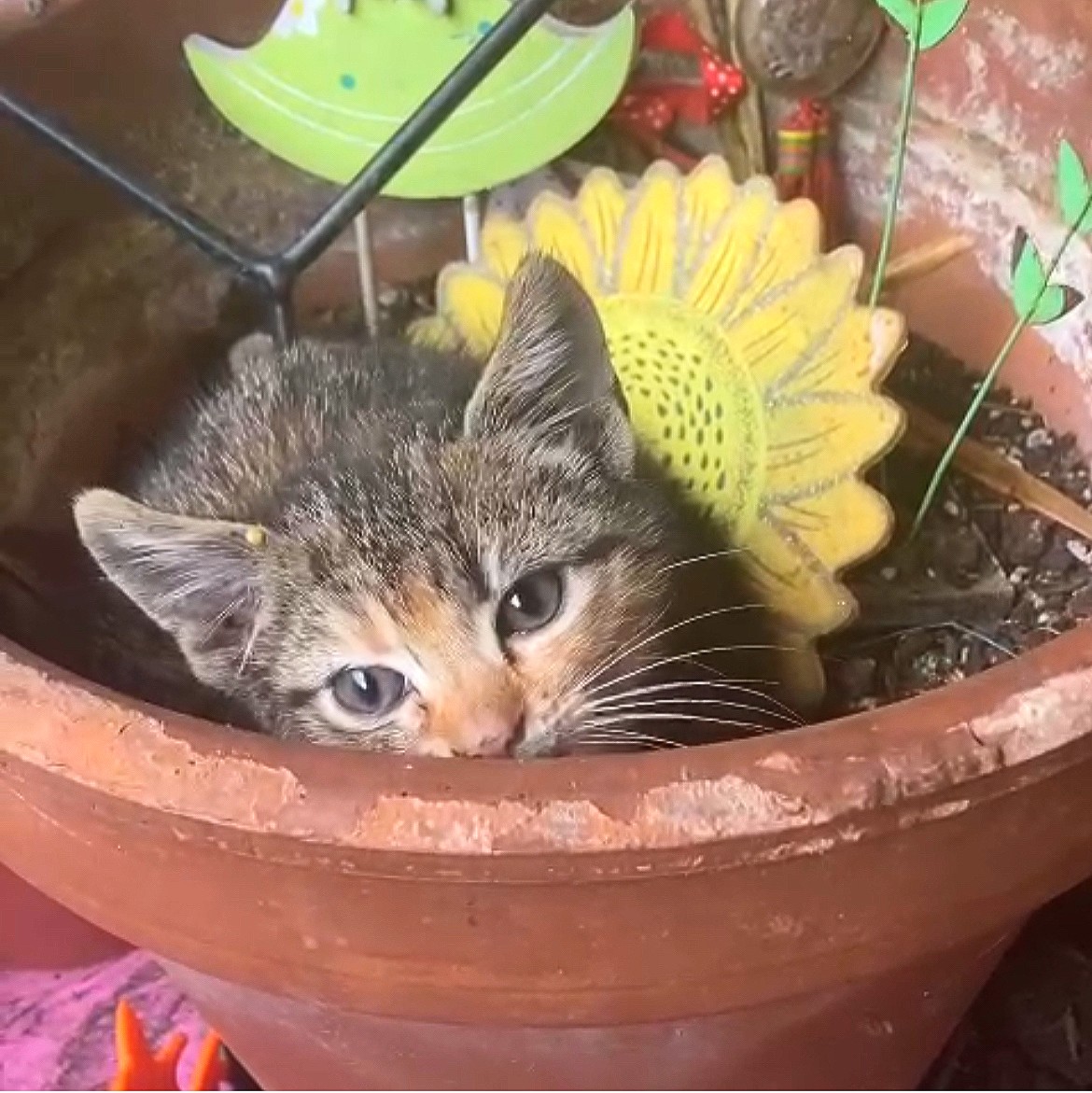 Blue Cross UK tweet media