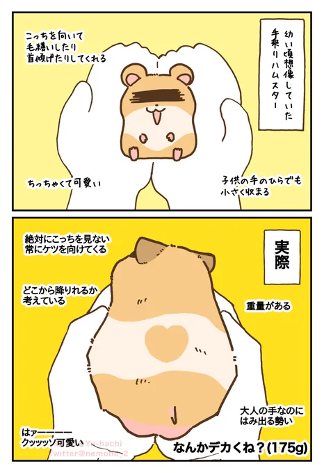 ケツ見せ手乗りハムスター 