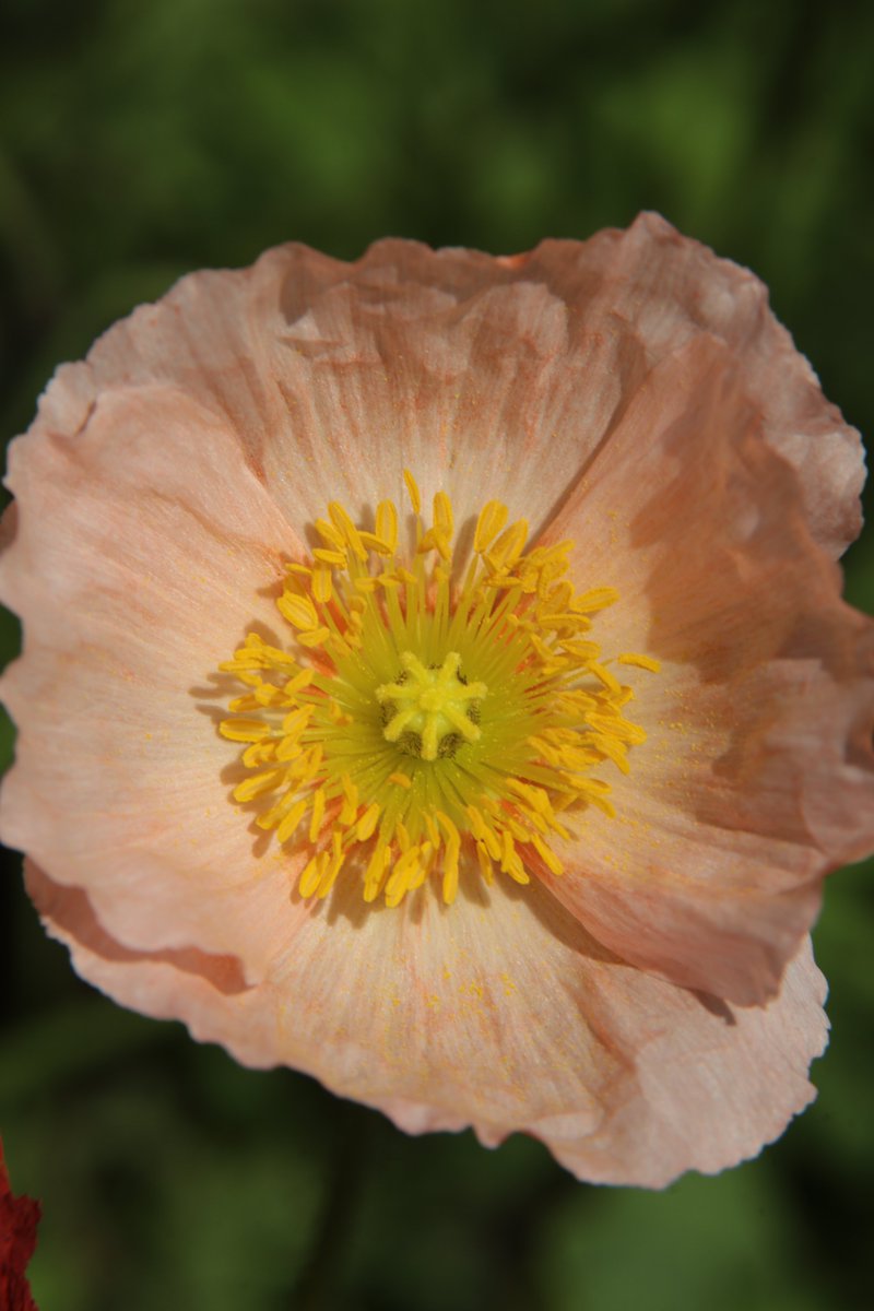 Iceland poppy 🤗 #Photography #Flowers