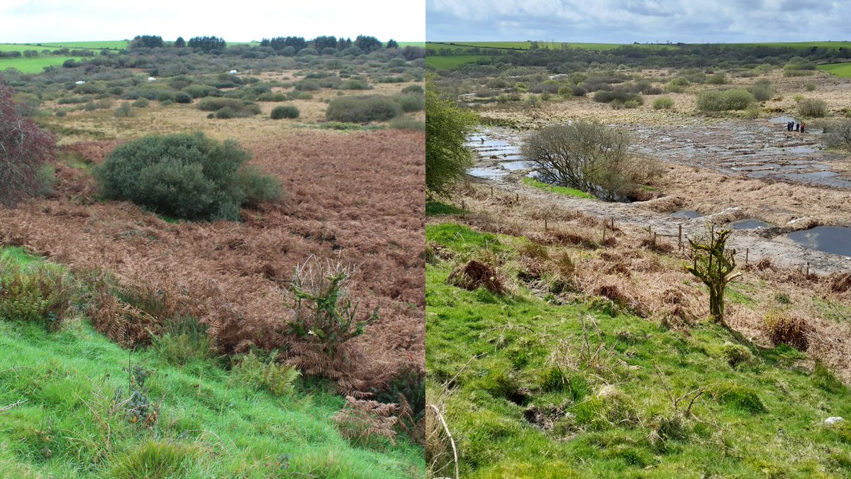 Before vs After. Here's an area of March restoration works on Bodmin Moor looking incredible this week. You can see that *so much water* is being held back and slowed down in the landscape. The comparison with the dry, scrubby, eroding environment from before is clear.