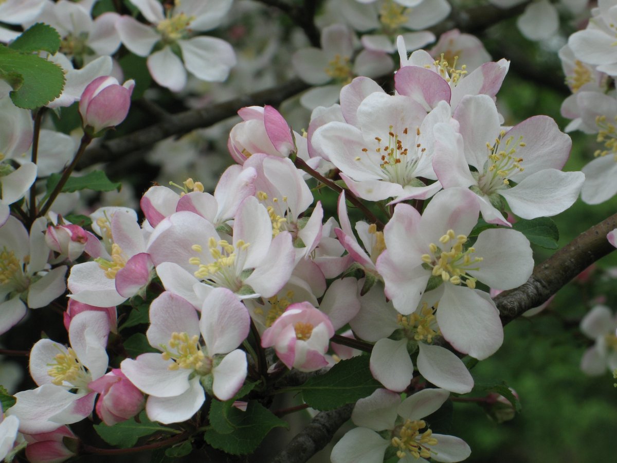 Viewing the spring #blossom with envy? Or do you think your surroundings could use a little more WOW? ✨ 

🌸 We sell native, blossoming trees like #Blackthorn, #CrabApple, and #WildCherry on our online shop.

👉 Get them here: bit.ly/3S2zR2L

#Blossomwatch