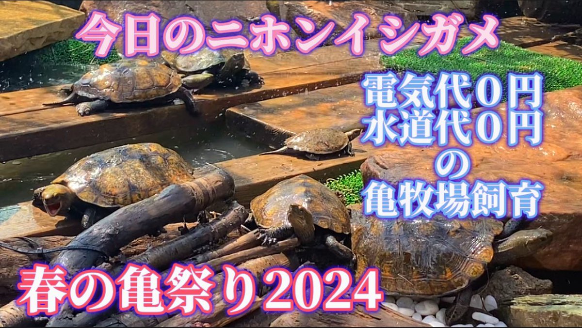 🐢💚KAME WITH A MISSION🐢💚YouTube🐢💚 (@mission_kame) / X