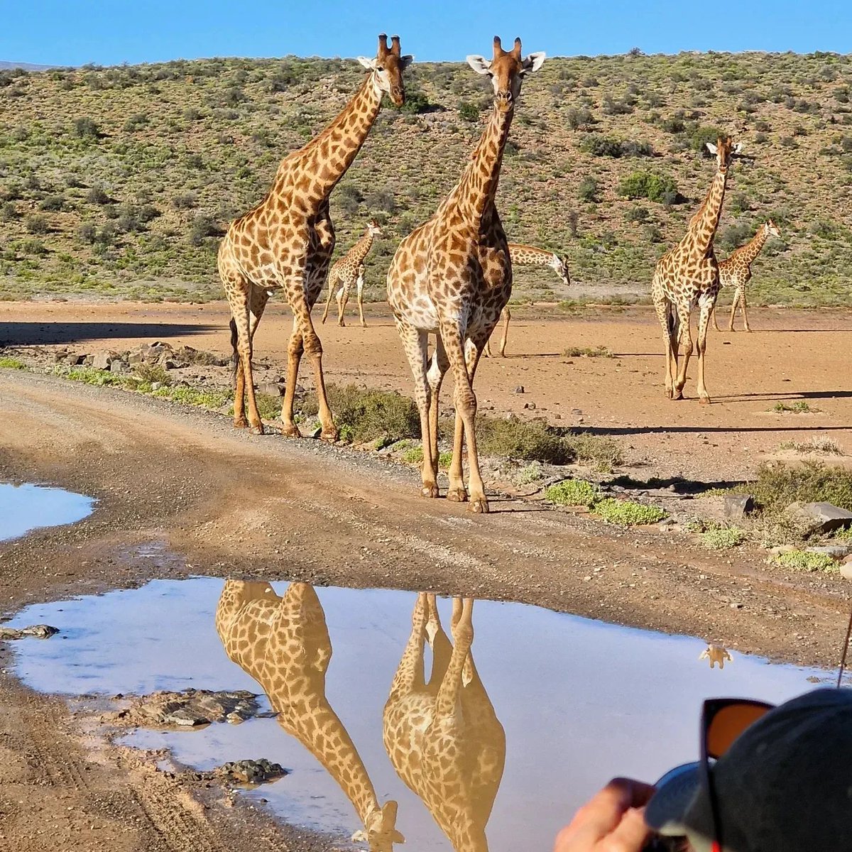 SanbonaSafari's tweet photo. Safari Love!

'What a first Game Drive! Cheetah with her Cubs, Lion, Giraffes, Zebras and many more.' Svea Meier, Germany

Images by Sanbona guest Svea Meier 📷 https://t.co/q7vJ8F75i4