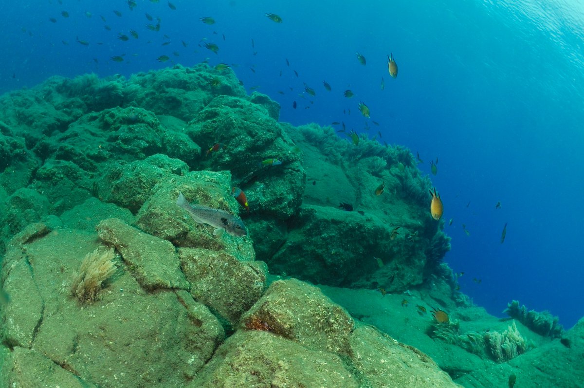 PortugalDive's tweet photo. 🌊Are you enjoying our recent content about our trip to #Madeira island? Check out some of the recent diving pics! Dive into an underwater adventure like never before with our exclusive holiday package in the stunning Madeira Island! 🏝️

Pics by: Wojciech Zgola

@visitmadeira https://t.co/fGV2p4EXyE