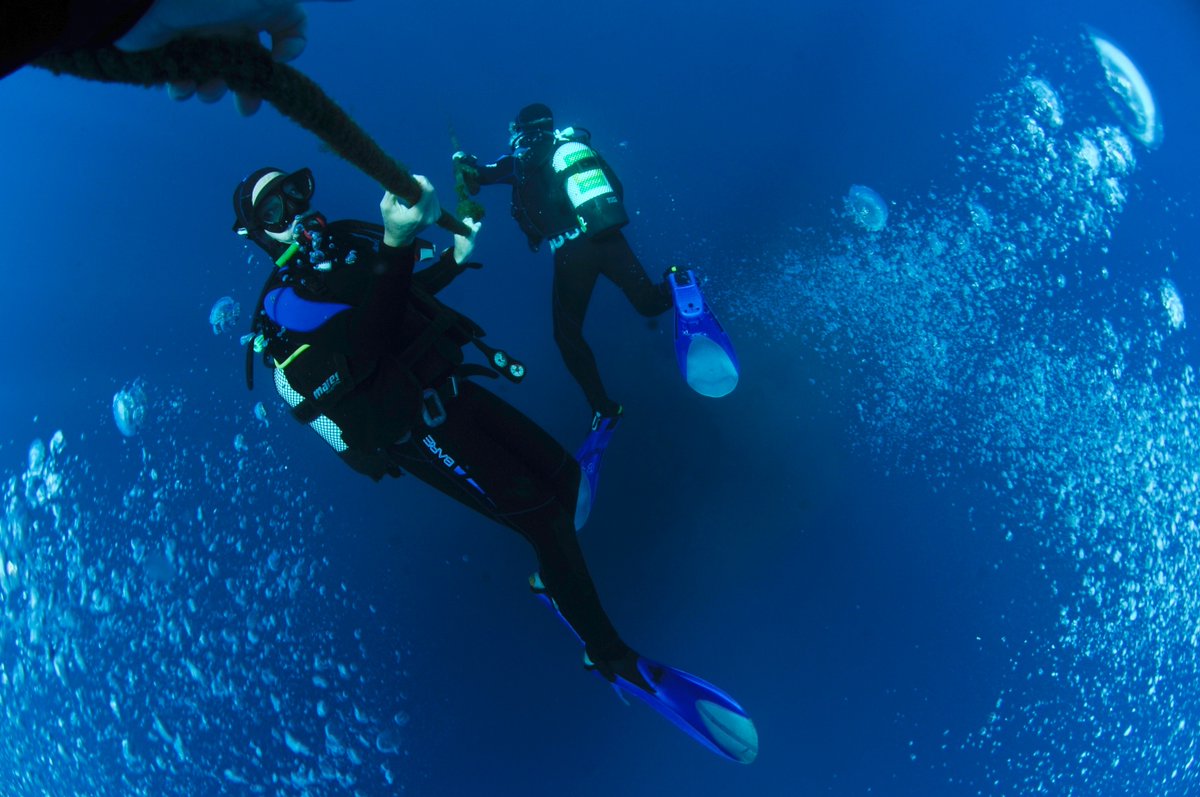 PortugalDive's tweet photo. 🌊Are you enjoying our recent content about our trip to #Madeira island? Check out some of the recent diving pics! Dive into an underwater adventure like never before with our exclusive holiday package in the stunning Madeira Island! 🏝️

Pics by: Wojciech Zgola

@visitmadeira https://t.co/fGV2p4EXyE