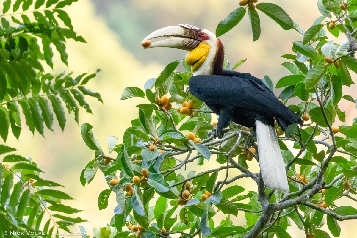 The Dinosaur-Bird! 🦖 One of the BEST MOMENTS of my LIFE was getting the opportunity to photograph this incredible Wreathed Hornbill in Langkawi! 🌳 Moments like this really make you appreciate the beauty we still have left in this world. 🌏 Soaring over the tropical rainforest…