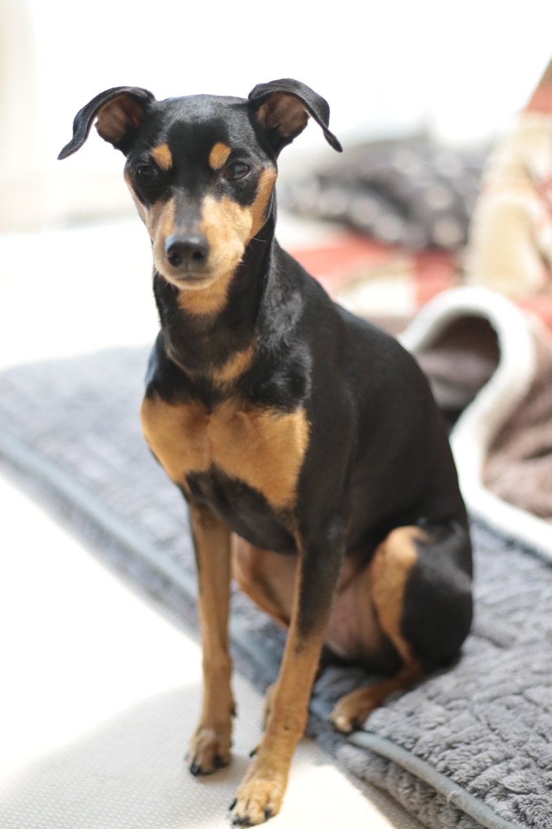 LovelyAtsushi's tweet photo. 4月の忙しさはまだ続く・・・早く5月にならんかな💦💦💦
#minipin 
#minipinscher 
#miniaturepinschers 
#minipinstagram 
#pinscher 
#pinschers 
#pinscherlove 
#doglover 
#dogsofinstagram 
#ミニチュアピンシャー 
#ミニピン 
#デカピン 
#ミニピン多頭飼い 
#一眼レフ 
#7Dmark2 
#canon https://t.co/yLfAu11ubD