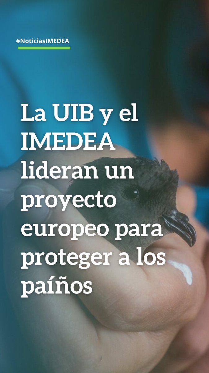 Sumérgete con nosotros en el fascinante proyecto SEAGHOSTS! 🌊🐦 Este innovador proyecto europeo se centra en el estudio y la conservación de los paíños, algunas de las aves marinas más pequeñas y menos conocidas del mundo. Lee la noticia completa aquí; bit.ly/4d3SSMY