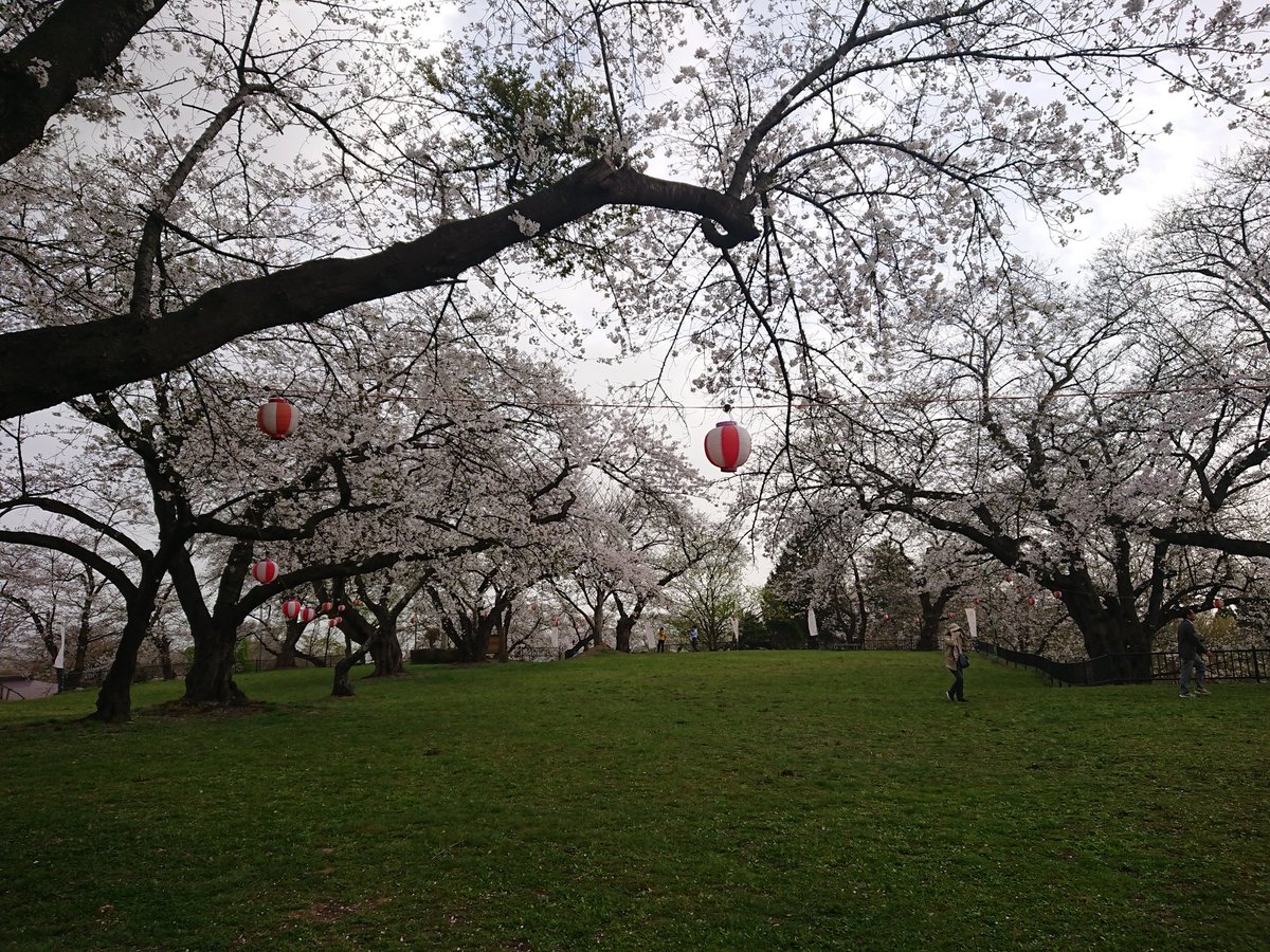 紫波町の城山公園の桜🌸を見に行って来ました😀ニュースで満開とのことで来たけど、もう散り初めでした😢